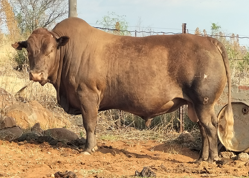 Tuli Cattle Highest Auction Price 2021