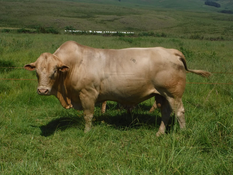 Tuli bulls for sale