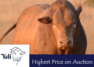 Tuli Cattle Highest Auction Price