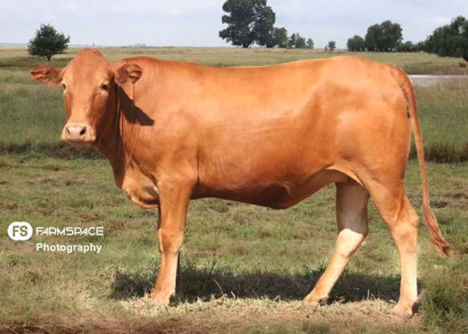 Tuli Cattle Highest Auction Price 2021