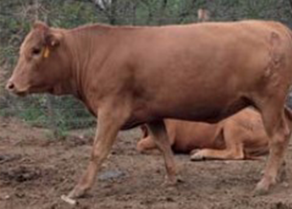 Tuli Cattle Highest Auction Price 2021