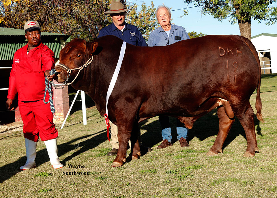 Vleissentraal SA Stud Book Elite Bull Growth Runner Up 2022