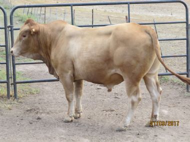 Lot 3 - TT 140008