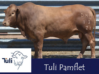 Tuli Pamflet