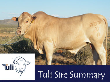 Tuli Cattle Sire Summary