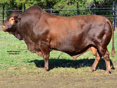 W05 18 - Please take note that W05 18 was approved as AI Bull and semen will be available for R150 per straw. Contact Albie Rautenbach on 082 959 5759  



