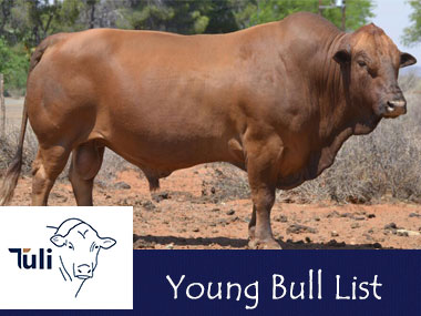 Tuli Young Bull List