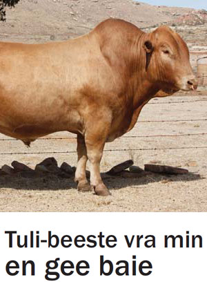 Tuli-beeste Vra Min En Gee Baie