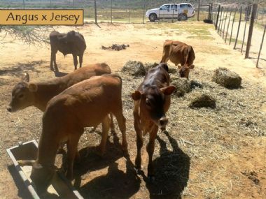 Tuli x Jersey versus Angus x Jersey - 