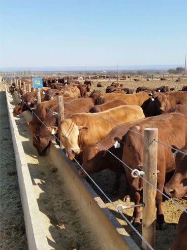 Tuli and Tuli Cross Calves - 