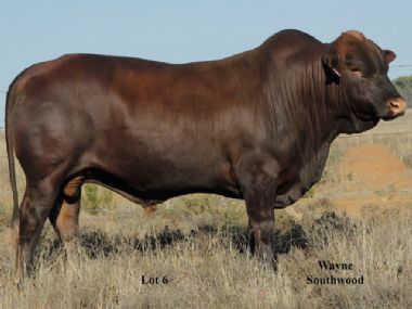 AVR 12 56 - Duurste bul vir 2015 Eira Tuli Produksie Veiling. Verkoop vir R27 000