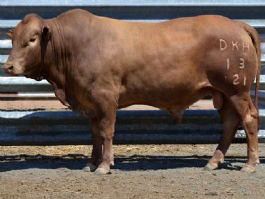DKH130121 - Duurste bul, R52 000 op Go West Tuli veiling gehou op 15 Oktober 2015 te GWK Kimberley. Verkoper, Donkerhoek Tuli Stoet, Britstown, koper, Colin Raath, Tarkastad.