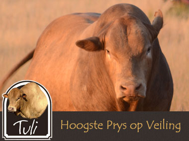 Tuli Cattle Highest Auction Price