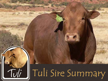 Tuli Cattle Sire Summary