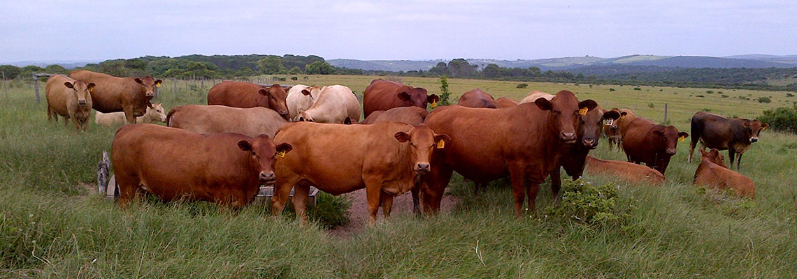 Tuli Pregnant Heifers